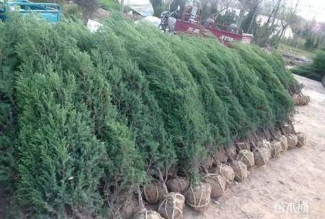高度120厘米北京桧