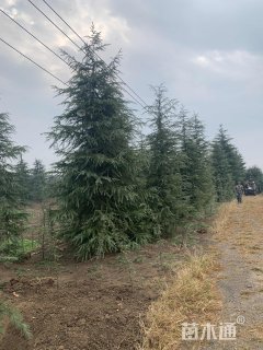 高度700厘米雪松