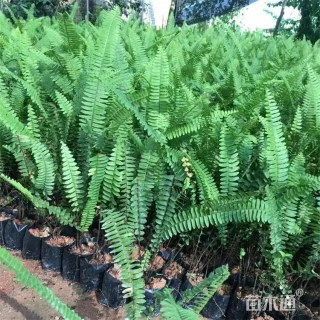 高度40厘米肾蕨