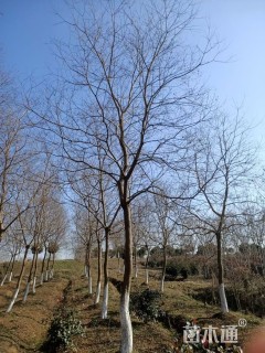 13公分乌桕