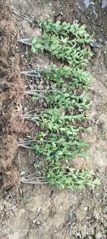 高度45厘米黄杨