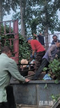 高度150厘米丛生黄栌