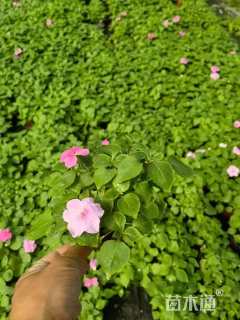 高度10厘米凤仙花