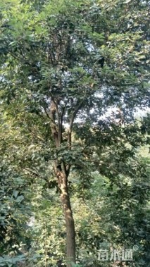16公分黄花风铃木