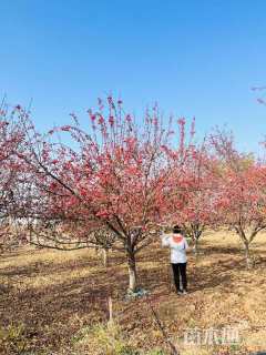 12公分道格海棠