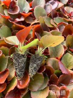 高度4厘米四季海棠