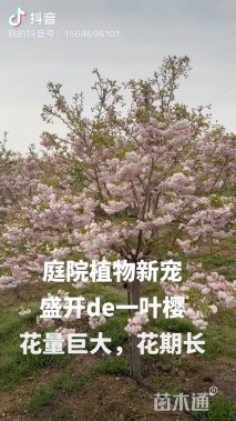 15公分日本晚樱