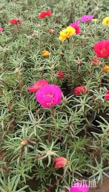 高度30厘米半枝莲