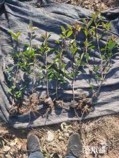 高度40厘米红叶石楠小苗