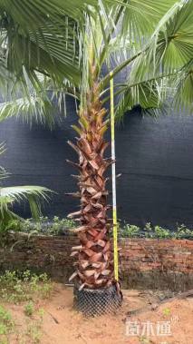 裸干高150厘米华盛顿棕榈