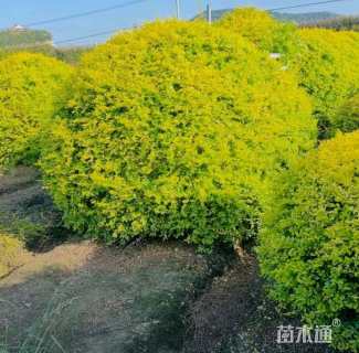 冠幅100厘米亮金女贞球