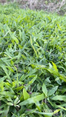 大叶油草