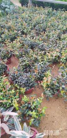 30厘米黄金络石