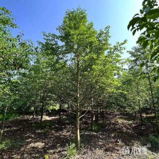 10公分乐昌含笑