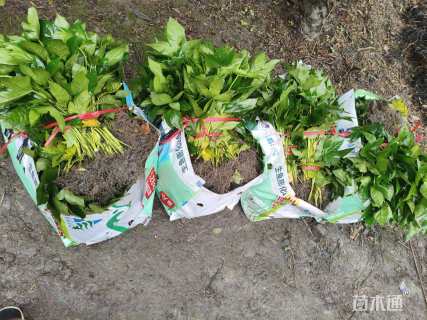 高度30厘米八角金盘小苗
