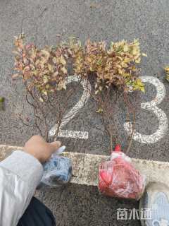 高度30厘米金焰绣线菊