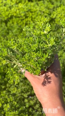 高度15厘米垂盆草