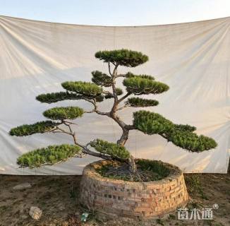 15公分造型黑松