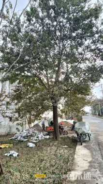 高度900厘米朴树