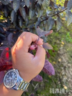 6公分紫叶矮樱