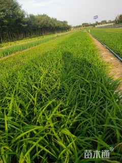 高度20厘米大花萱草