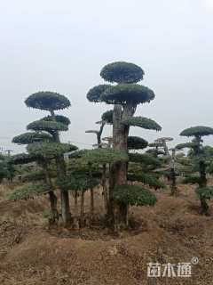 60公分大叶女贞