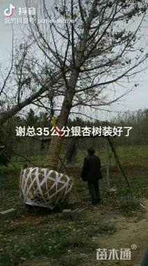 35公分银杏