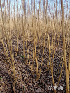 高度400厘米白杨小苗