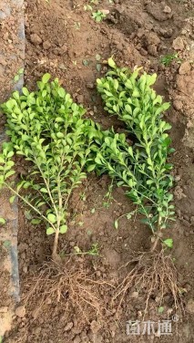 高度40厘米瓜子黄杨