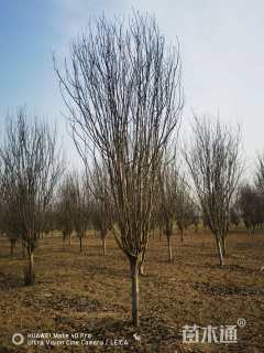 10公分西府海棠