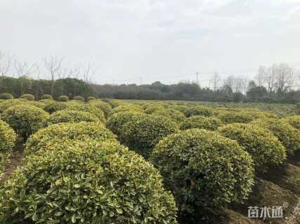 冠幅120厘米金边黄杨球
