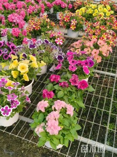 高度60厘米非洲茉莉