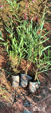 高度20厘米千鸟花