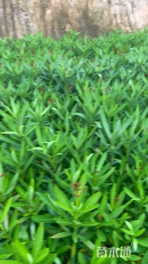 高度90厘米夹竹桃