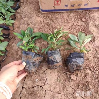 高度10厘米宿根福禄考