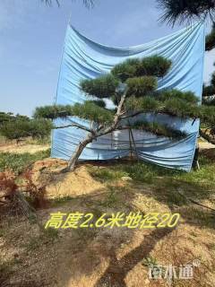 精品斜飘造型黑松