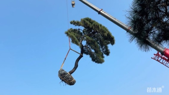 20公分造型油松