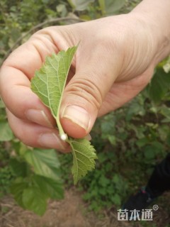 20公分桑树