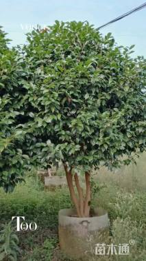 高度200厘米茶花