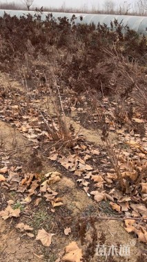 高度120厘米珍珠梅