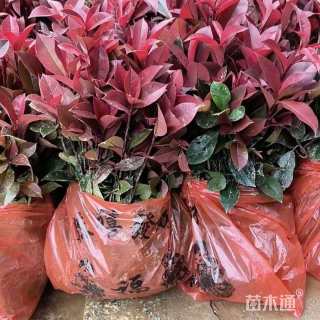 0.1公分红叶石楠