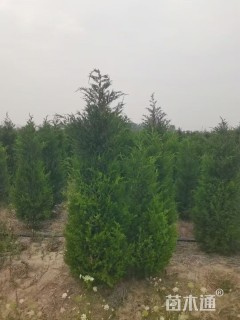 高度120厘米蜀桧