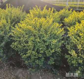 冠幅80厘米金森女贞球