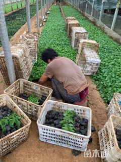 高度10厘米松果菊