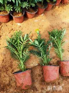 高度40厘米万寿菊