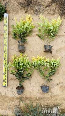 高度40厘米金森女贞