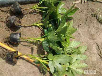 高度35厘米八角金盘小苗