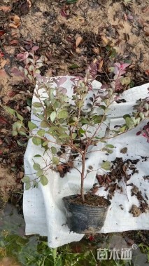 高度40厘米红花继木