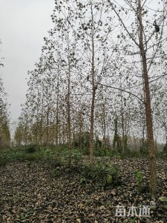8公分杨树