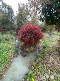 冠幅150厘米红叶石楠球